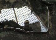 Setiap Ikan Emas di Kolam Ini Selalu Menghilang Setelah Melihat Bayangan Itu