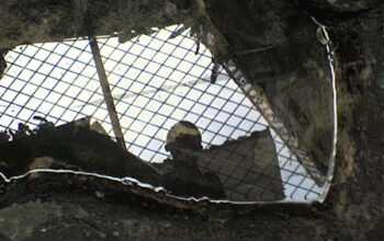 Setiap Ikan Emas di Kolam Ini Selalu Menghilang Setelah Melihat Bayangan Itu